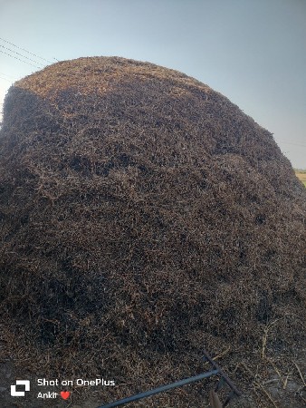 13 વીઘા નો  જીવીશ માંડવીન ડુંસો