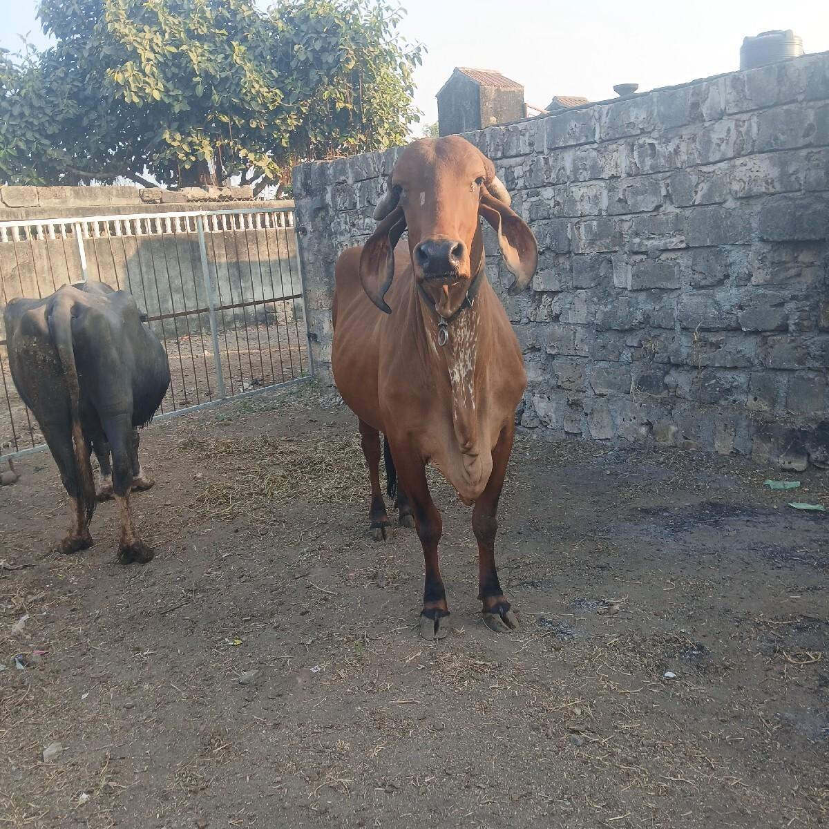 થંબનેલ 3