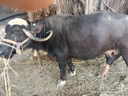 थंबनेल 2