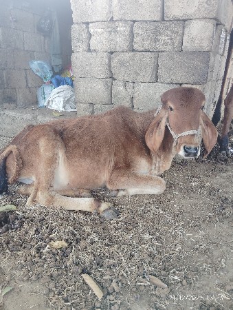 vechvani che (ગાય વેચવા ની છે )