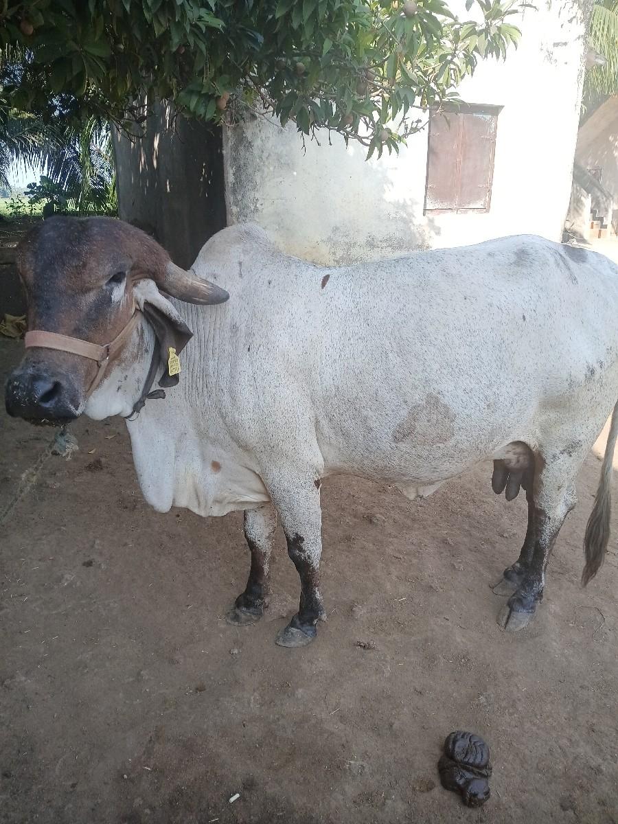 थंबनेल 3