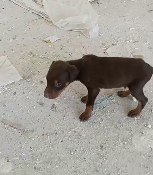 थंबनेल 2