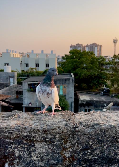 थंबनेल 3