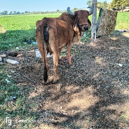 ગાય વેચવાની છે વીયાસેહવે
