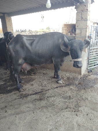 થંબનેલ 3