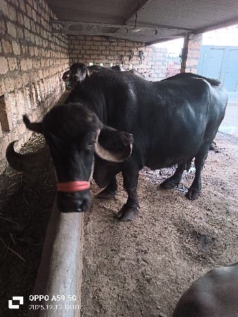 थंबनेल 2