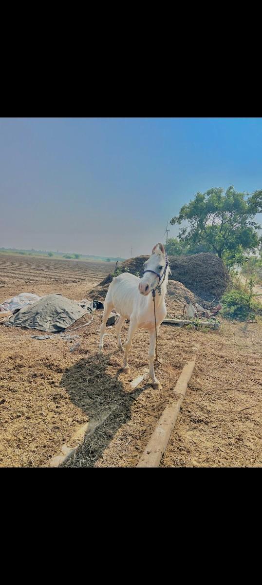 થંબનેલ 2