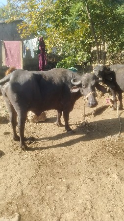 थंबनेल 3