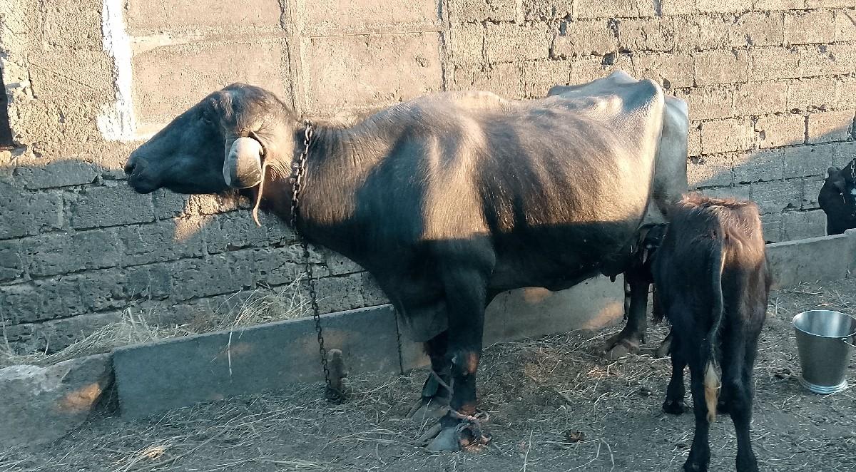 थंबनेल 3