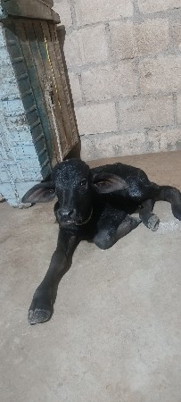 ભેંસ વેચવાની છે પહેલું વેતર