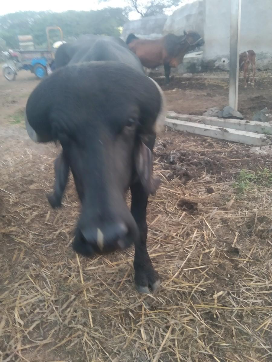 थंबनेल 2