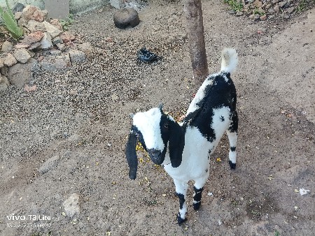 થંબનેલ 3