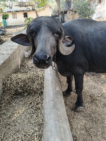 થંબનેલ 2