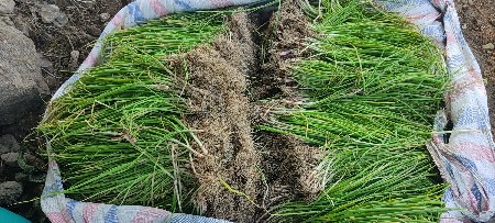 રૉપ વૅશવાનૉ સે