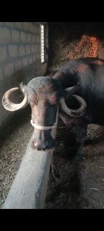 थंबनेल 2