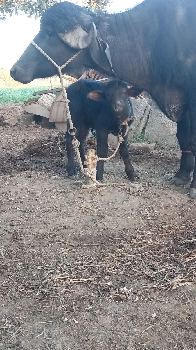 थंबनेल 2