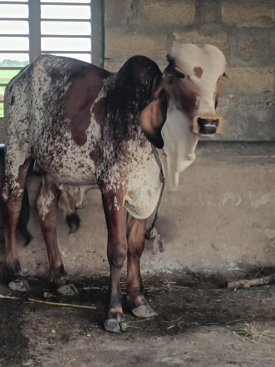 थंबनेल 2