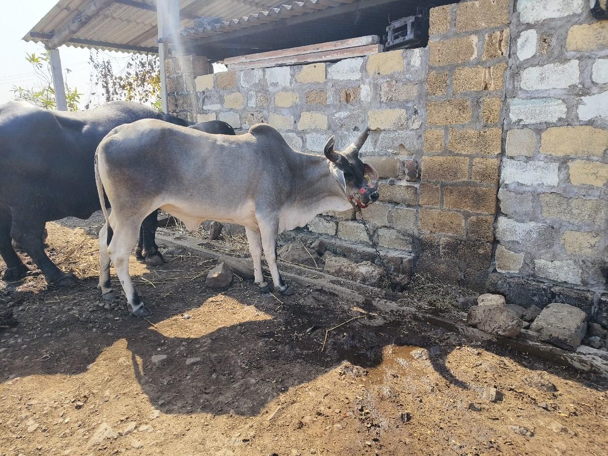 થંબનેલ 2