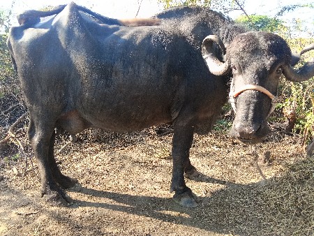 ભેંસ વેચવાની છે
