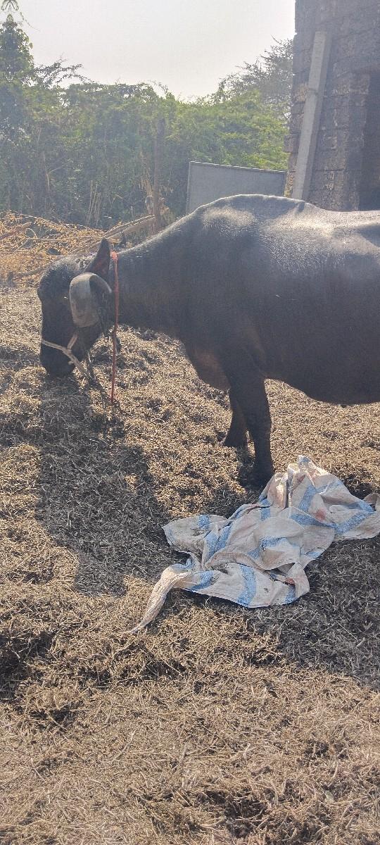 થંબનેલ 3