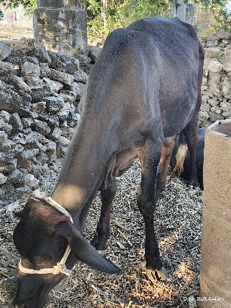 2 sf હોળકી બેસવાની સે