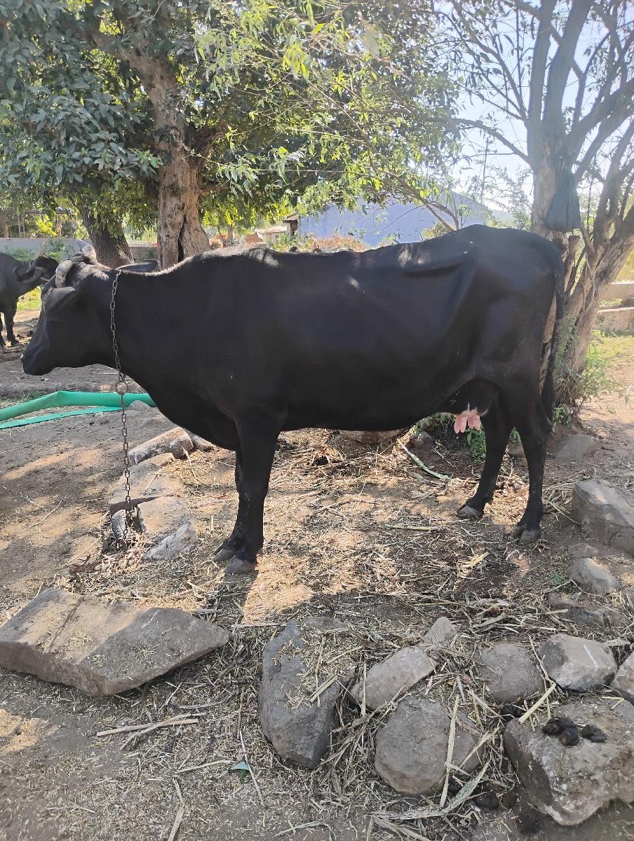 જર્સી વેચવાની છે