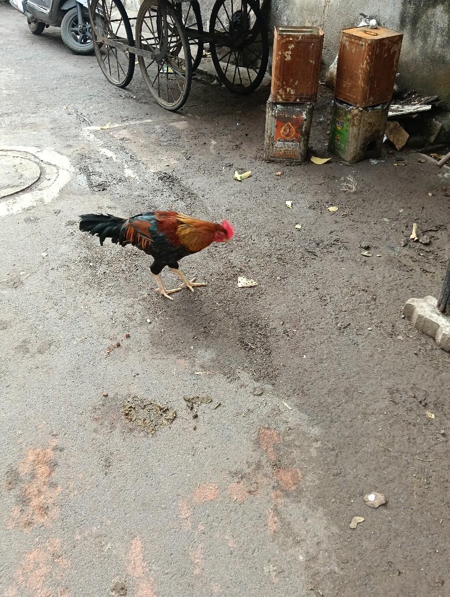 थंबनेल 2