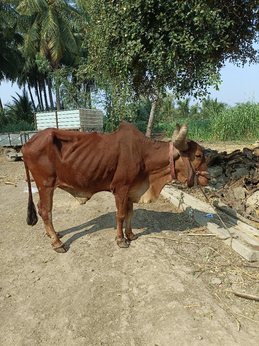 थंबनेल 4