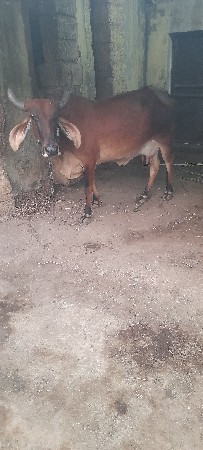 ગાય વેચવા ની છે