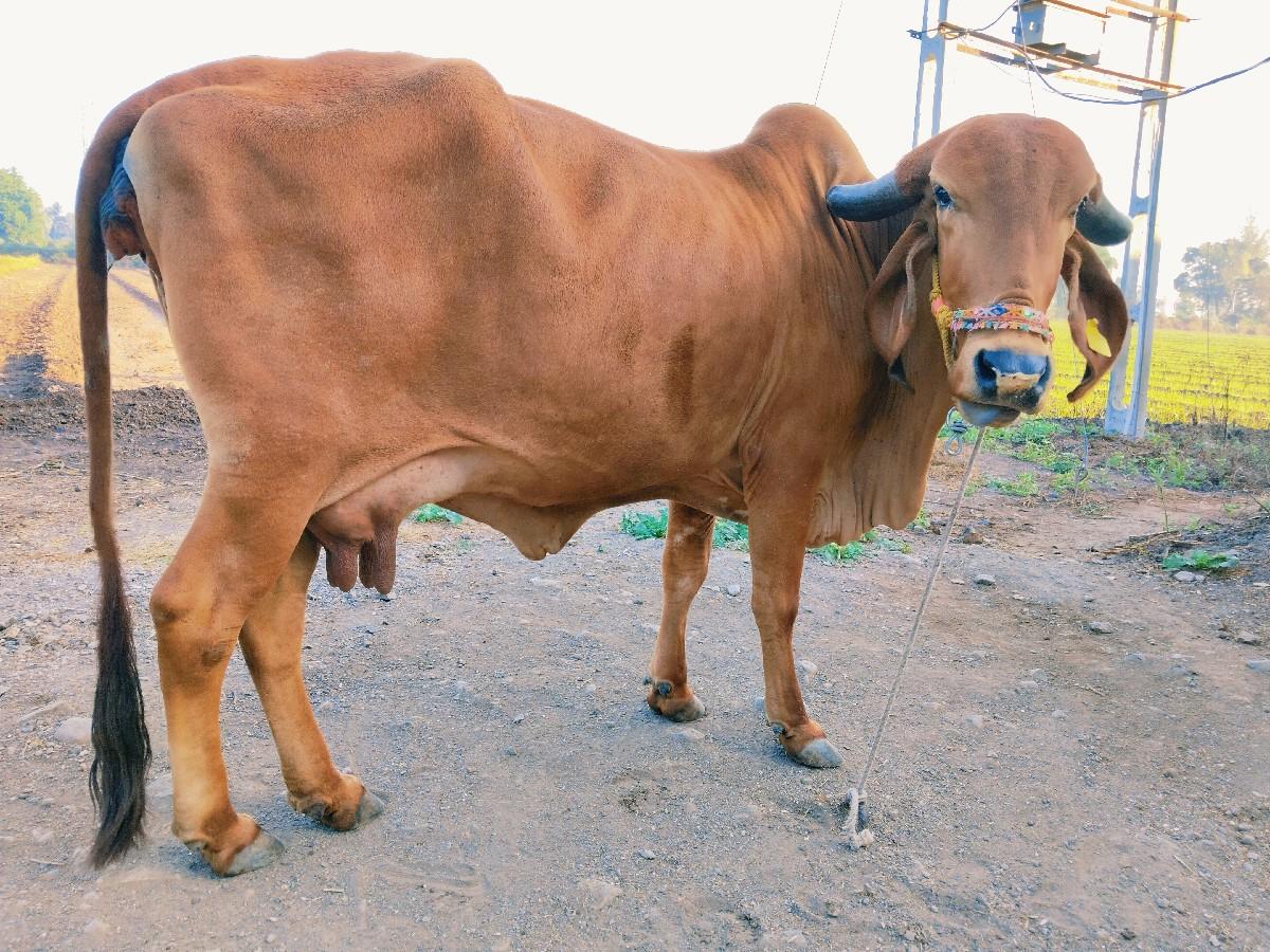 ગીર ગાય વેચવાની