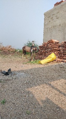 થંબનેલ 3