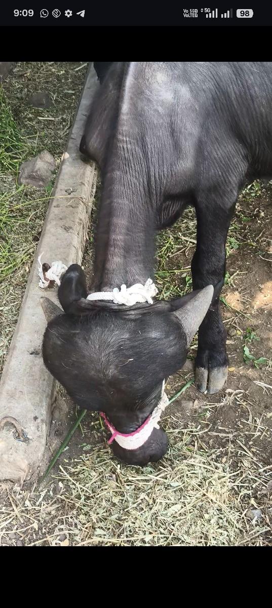 જાફરી પાડી