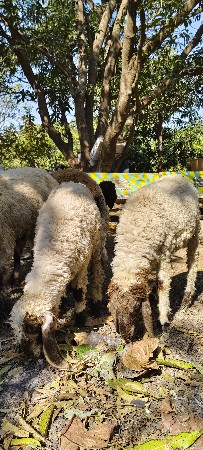 થંબનેલ 3