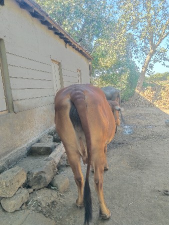 વેચવાની