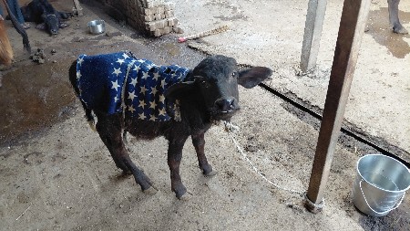 ભેસ વેચવાની છે