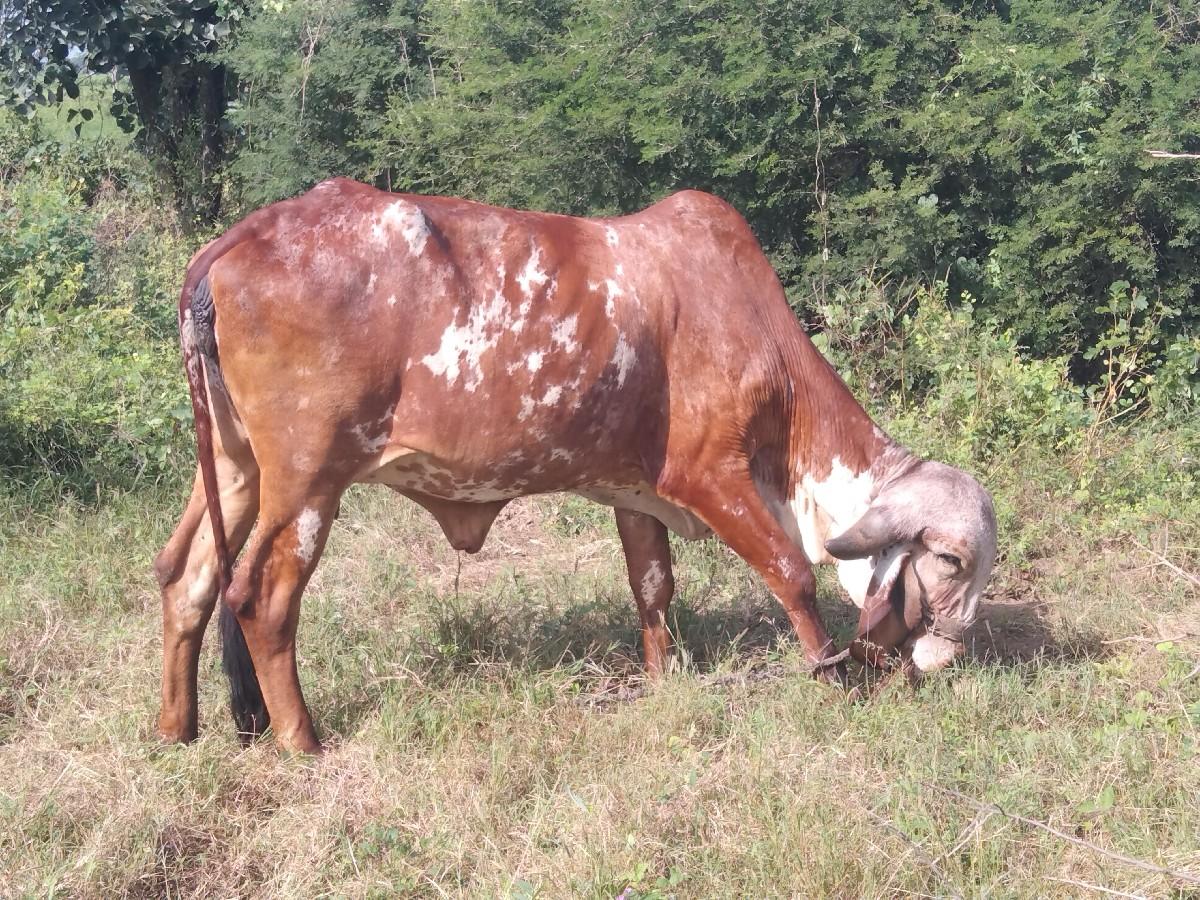 થંબનેલ 5