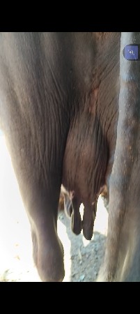 ભેંસ વેચવાની છે