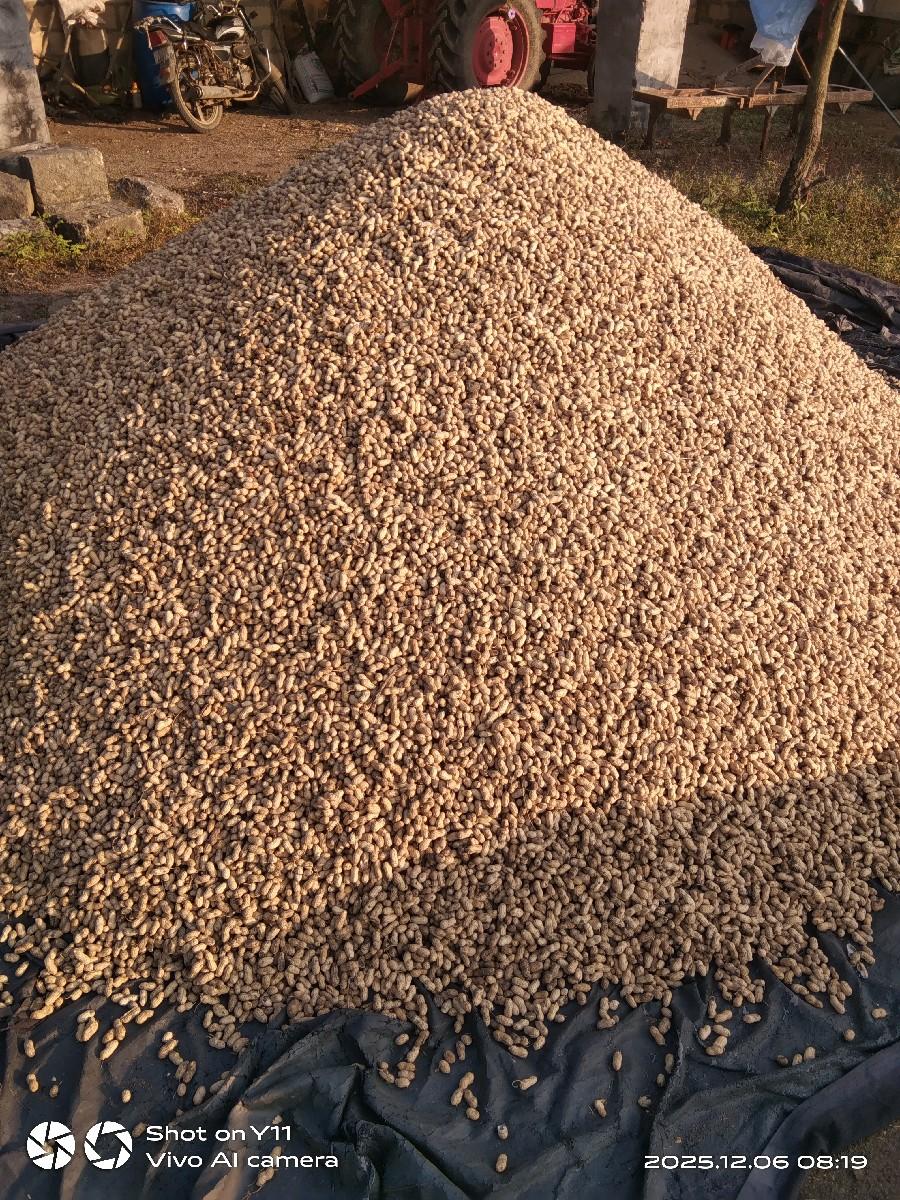 મગફળી નુ બીયારણ વેચવા નૂ છે