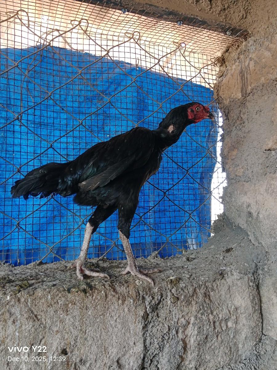 थंबनेल 2