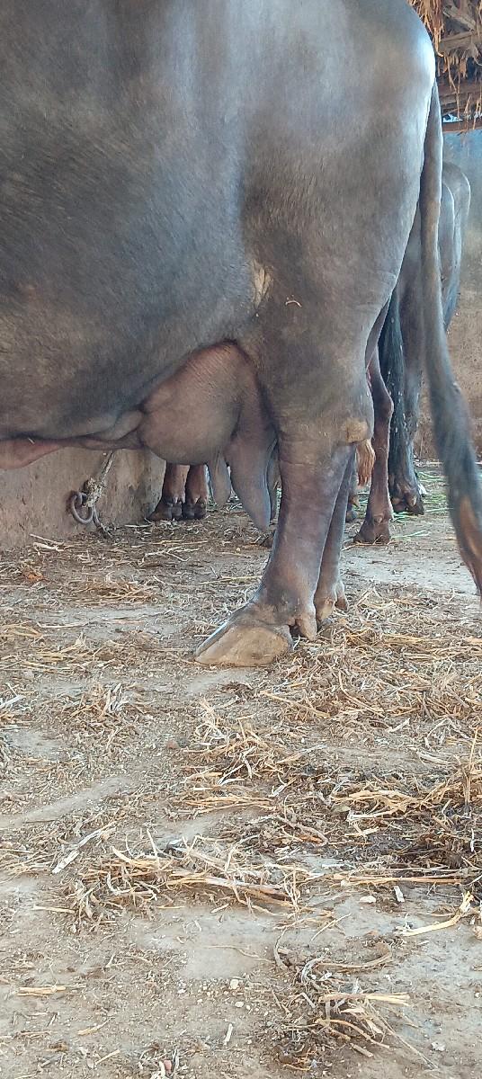 થંબનેલ 2