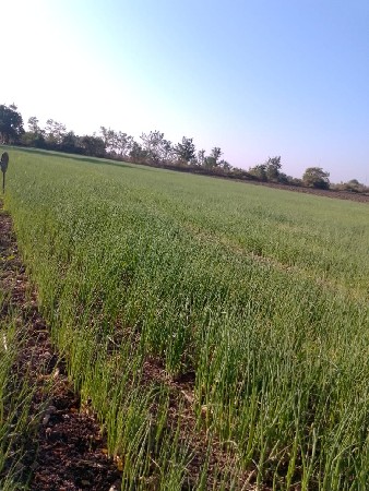 Dugari rop  pidi pati