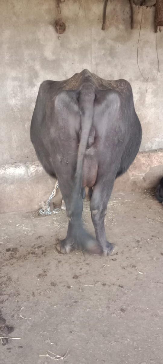 ભેંશ વેચવાની છે