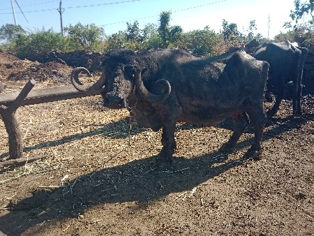 થંબનેલ 2