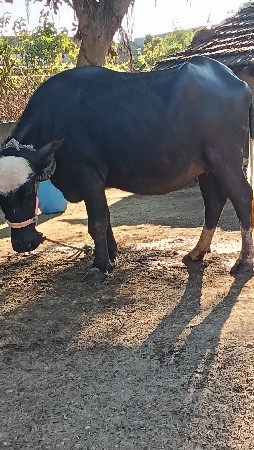 थंबनेल 2