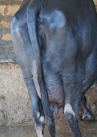 थंबनेल 5