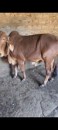 थंबनेल 3