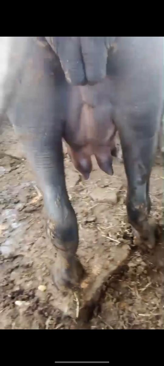 થંબનેલ 3