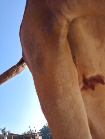 ગાય વાછડીં