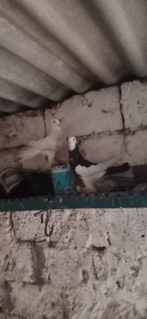 1 joto vechvano chhe