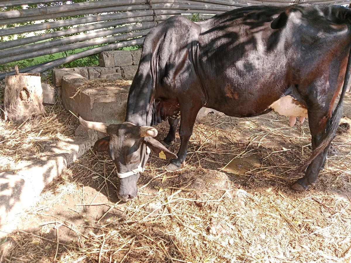 थंबनेल 2